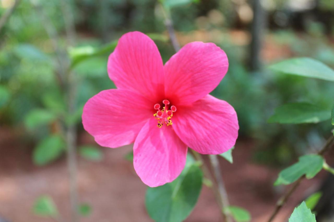 เดอะ ปาล์ม ทรี อายุรเวดิค รีสอร์ต ปัตเนม Hotel Patnem Beach ภายนอก รูปภาพ